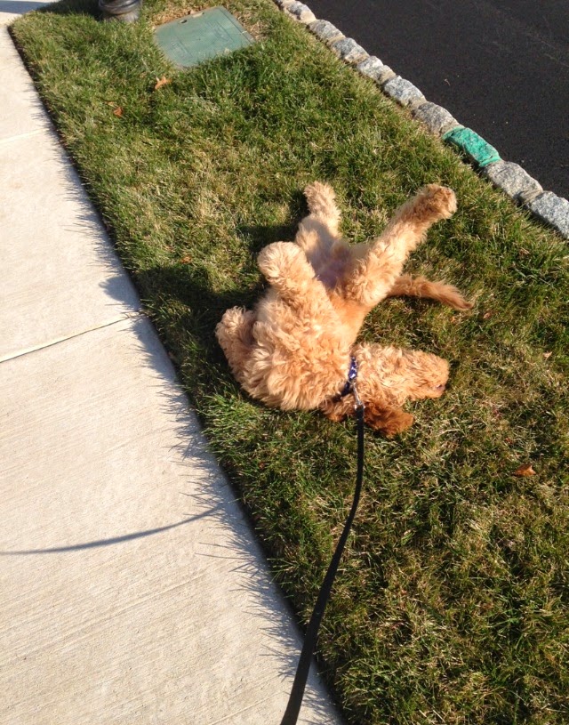 Selling A Home With a Dog EveryHome Realtors