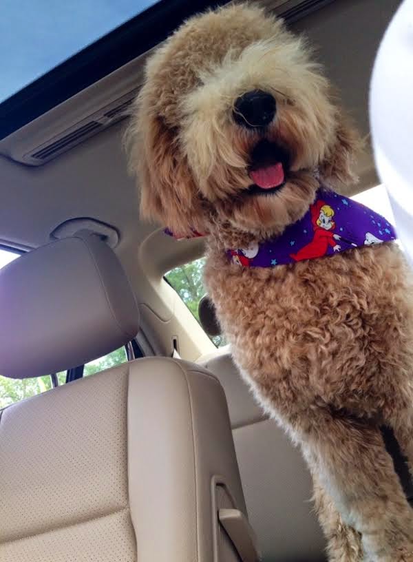 Selling A Home With a Dog EveryHome Realtors